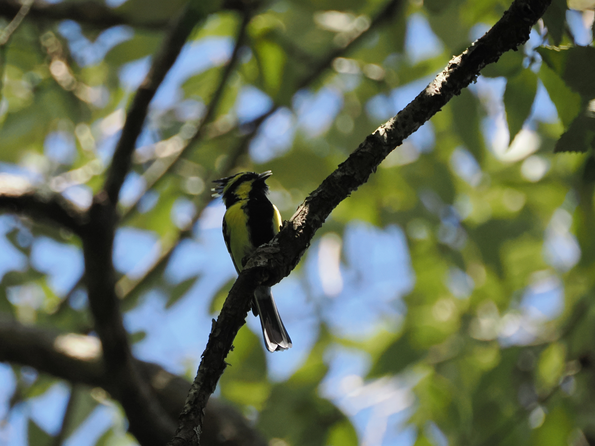 Himalayan Black-lored Tit
