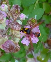 Delta unguiculatum