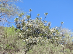 Pseudosmodingium virletii