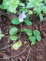 Asystasia gangetica