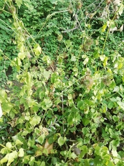 Geum urbanum