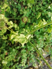 Geum urbanum