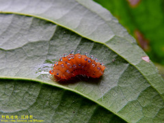 Eterusia aedea formosana