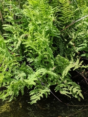 Thelypteris palustris palustris