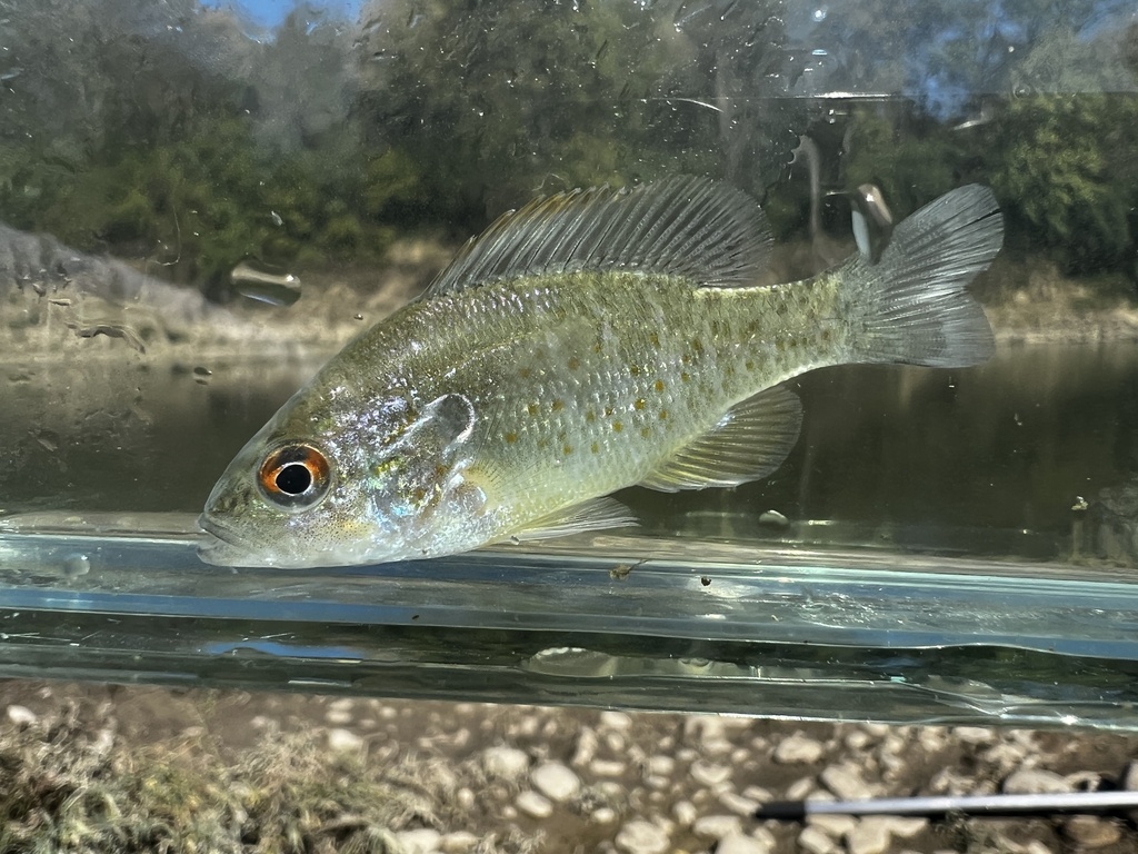 Photo of a Orangespotted Sunfish