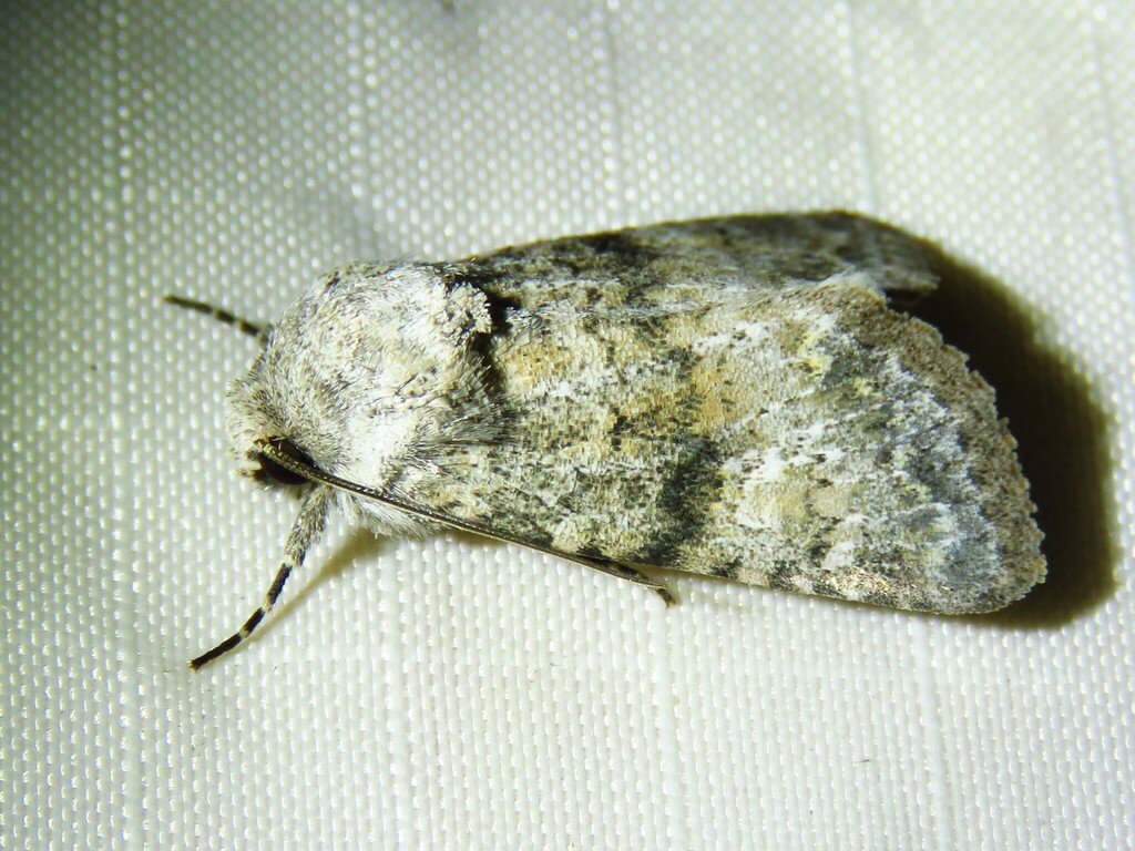Lacinipolia palilis