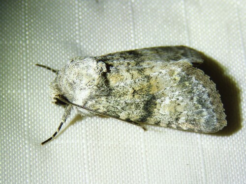 Lacinipolia palilis