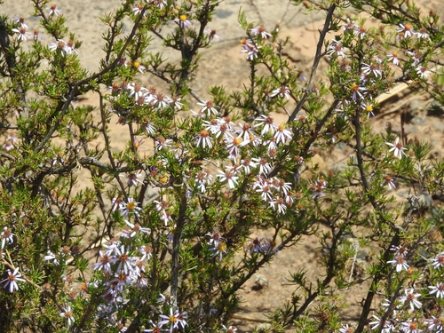Image of Felicia filifolia by (c) Noeleen du Toit, some rights reserved (CC BY-SA)
