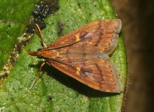 Udea endopyra observed 2024-07-31