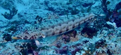 Parapercis clathrata