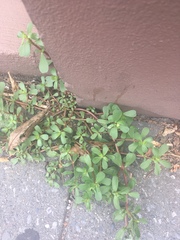 Portulaca oleracea