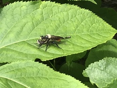 Laphria janus