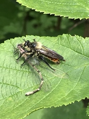 Laphria janus