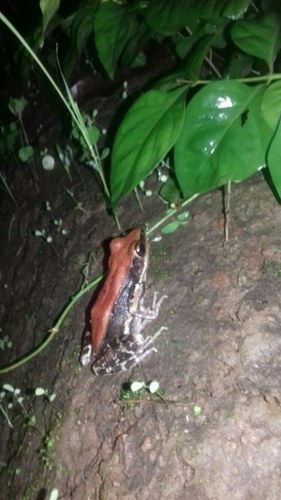 Hylarana bahuvistara
