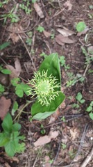 Malaxis brachyrrhynchos