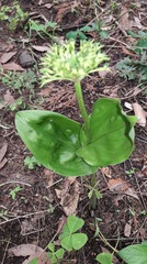 Malaxis brachyrrhynchos