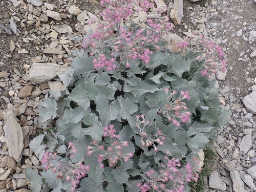 Image of Adenostyles leucophylla by (c) luluchouette, some rights reserved (CC BY)