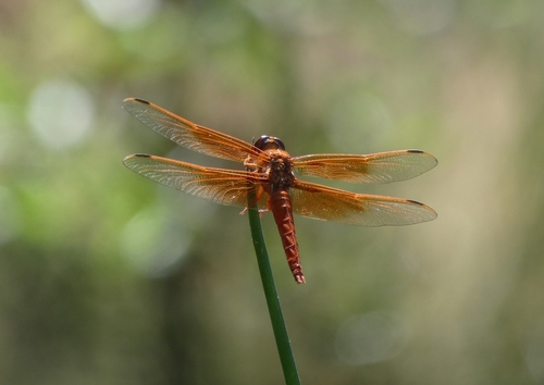 Flame skimmer