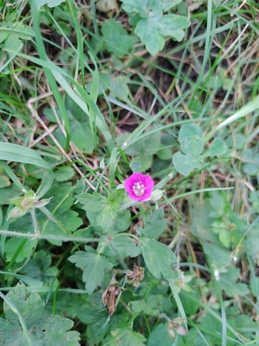 Image of Geranium thunbergii by no rights reserved