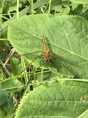 Sympetrum costiferum