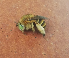 Amegilla garrula