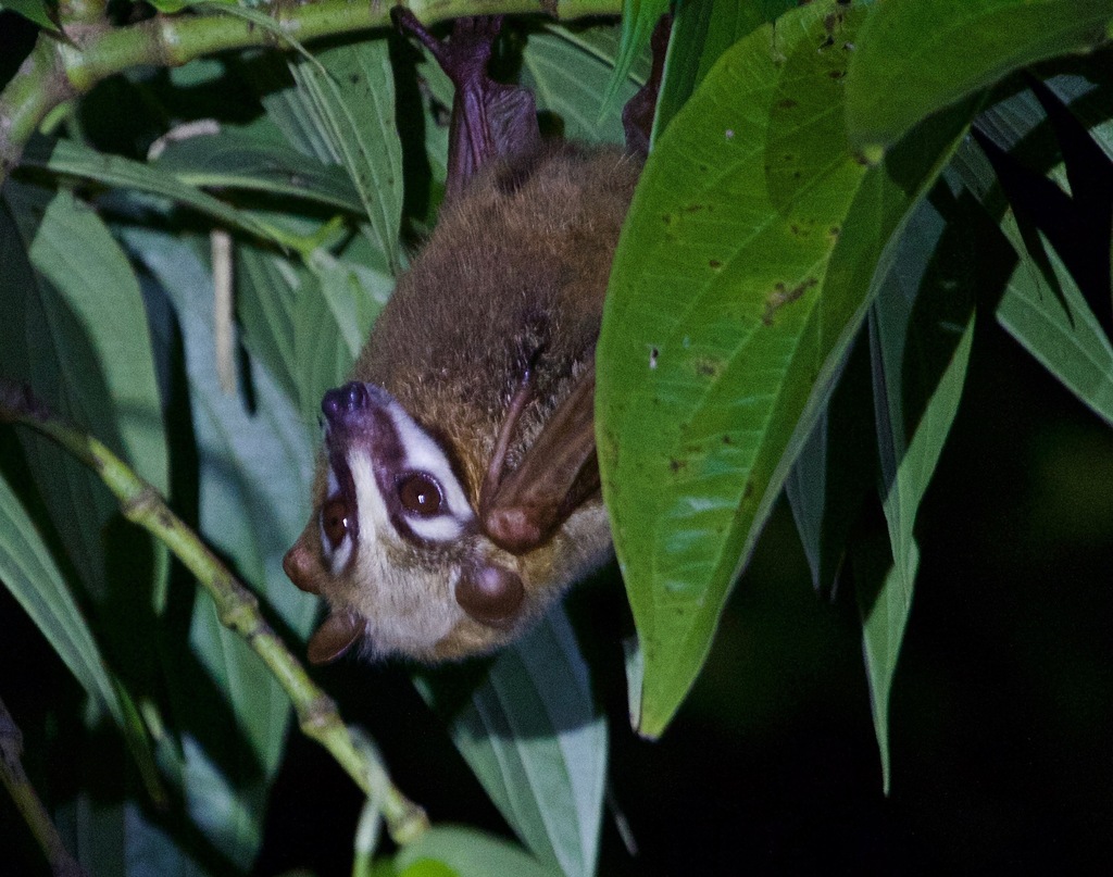 Moluccan Masked Flying Fox