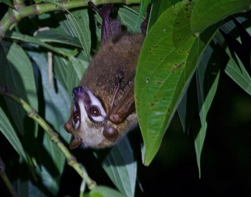 Moluccan Masked Flying-fox (Pteropus personatus) — Least Concern Mammalia