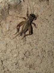 Acheta domesticus