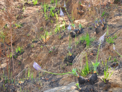 Image of Blue Squill (Merwilla plumbea) by (c) Noeleen du Toit, some rights reserved (CC BY-SA)