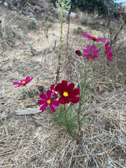 Cosmos bipinnatus