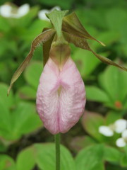 Cypripedium acaule image