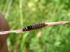 Helcystogramma