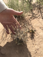 Scleropogon brevifolius