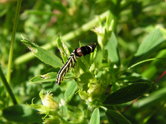 Helcystogramma