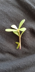 Portulaca oleracea