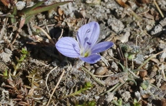 Veronica lilliputiana