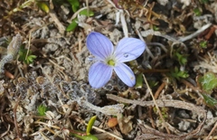 Veronica lilliputiana