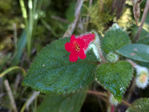 Kohleria villosa, photograph 6