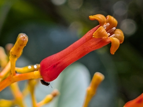 Palicourea heilbornii (Palicourea heilbornii)