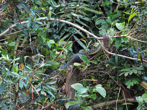 Australian Scrub Python sighting