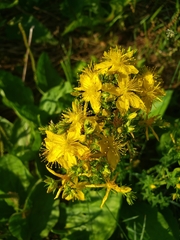 Hypericum perforatum