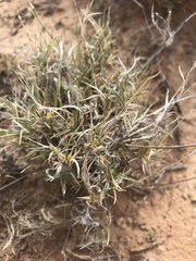 Scleropogon brevifolius