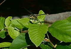 Phanogomphus quadricolor