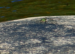 Ophiogomphus carolus