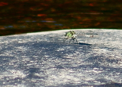 Ophiogomphus carolus