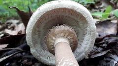 Macrolepiota colombiana