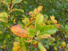 Crataegus persimilis, photograph (c) jamie-aa, some rights reserved (CC BY)