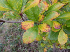 Crataegus persimilis, photograph (c) jamie-aa, some rights reserved (CC BY)