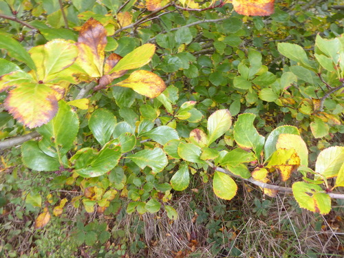 Crataegus persimilis, photograph 6