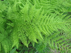 Athyrium